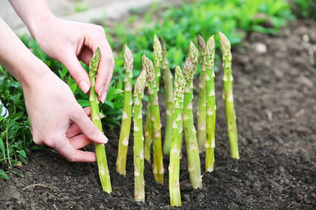 种植大田芦笋技术与管理_芦笋移栽大田后怎样怎么管理_大田芦笋种植技术