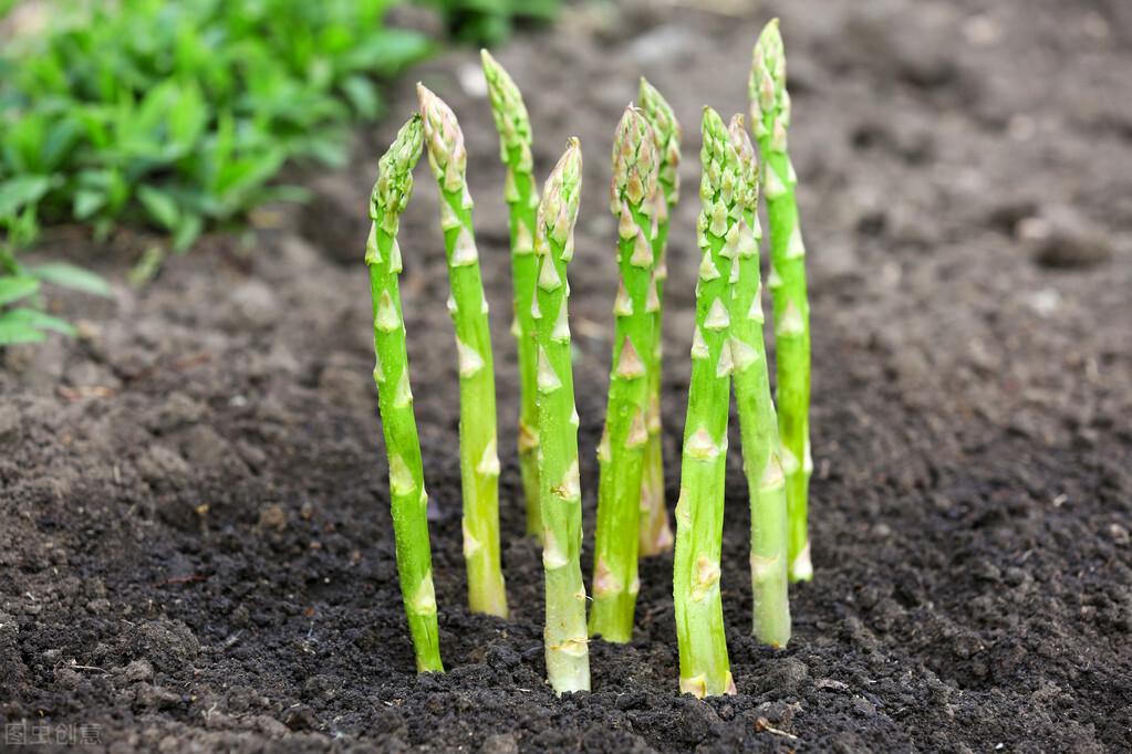 芦笋移栽大田后怎样怎么管理_大田芦笋种植技术_种植大田芦笋技术与管理