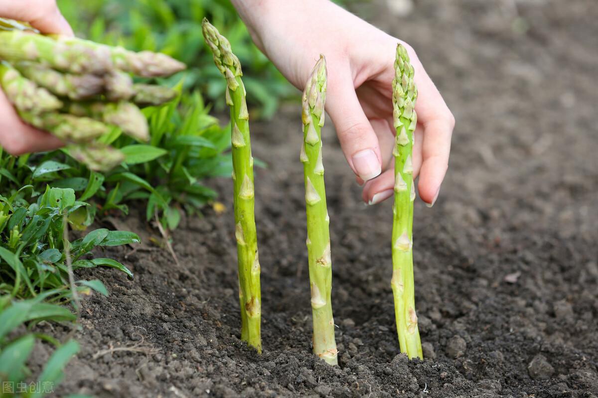 大田芦笋种植技术_芦笋移栽大田后怎样怎么管理_种植大田芦笋技术与管理