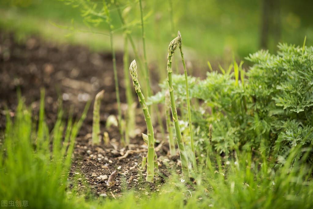 大田芦笋种植技术_芦笋移栽大田后怎样怎么管理_种植大田芦笋技术与管理