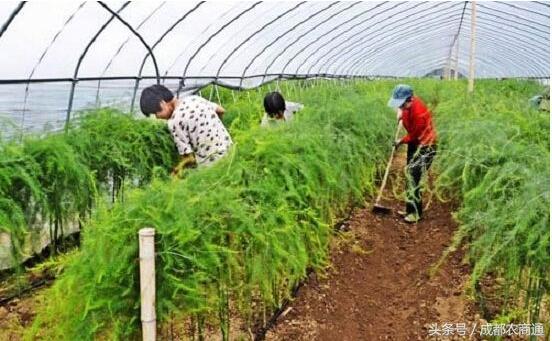 种植大田芦笋技术要求_大田芦笋种植技术_种植大田芦笋技术视频