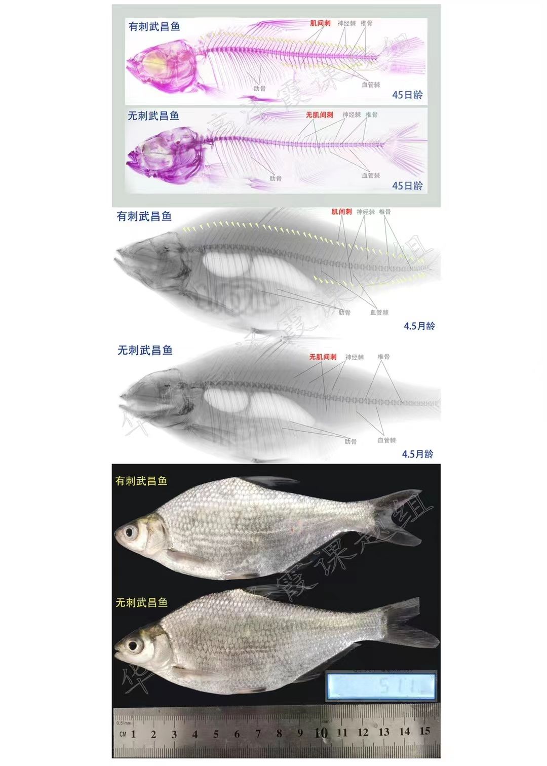 武昌鱼养殖技术和方法_武昌鱼能养活吗_武昌鱼的养殖技术