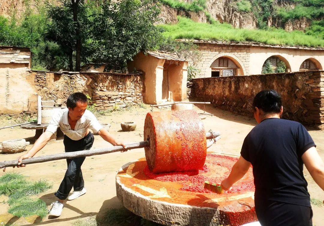 种冬枣赚钱吗_致富种植冬枣怎么样_种植冬枣致富