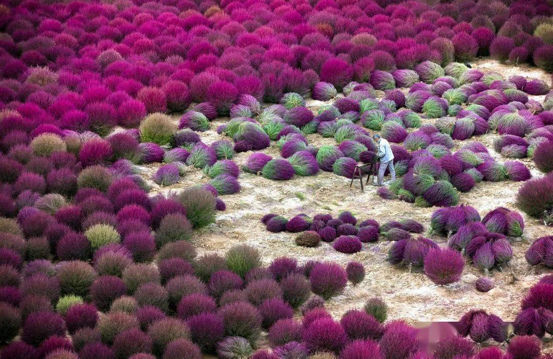 种植冬枣致富_种冬枣赚钱吗_致富种植冬枣怎么样