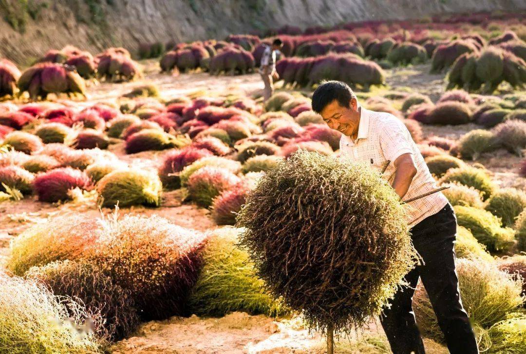 致富种植冬枣怎么样_种植冬枣致富_种冬枣赚钱吗