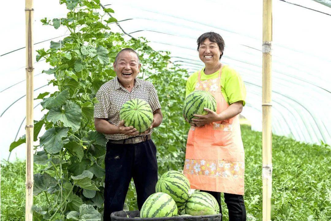 致富种植冬枣怎么样_种冬枣赚钱吗_种植冬枣致富