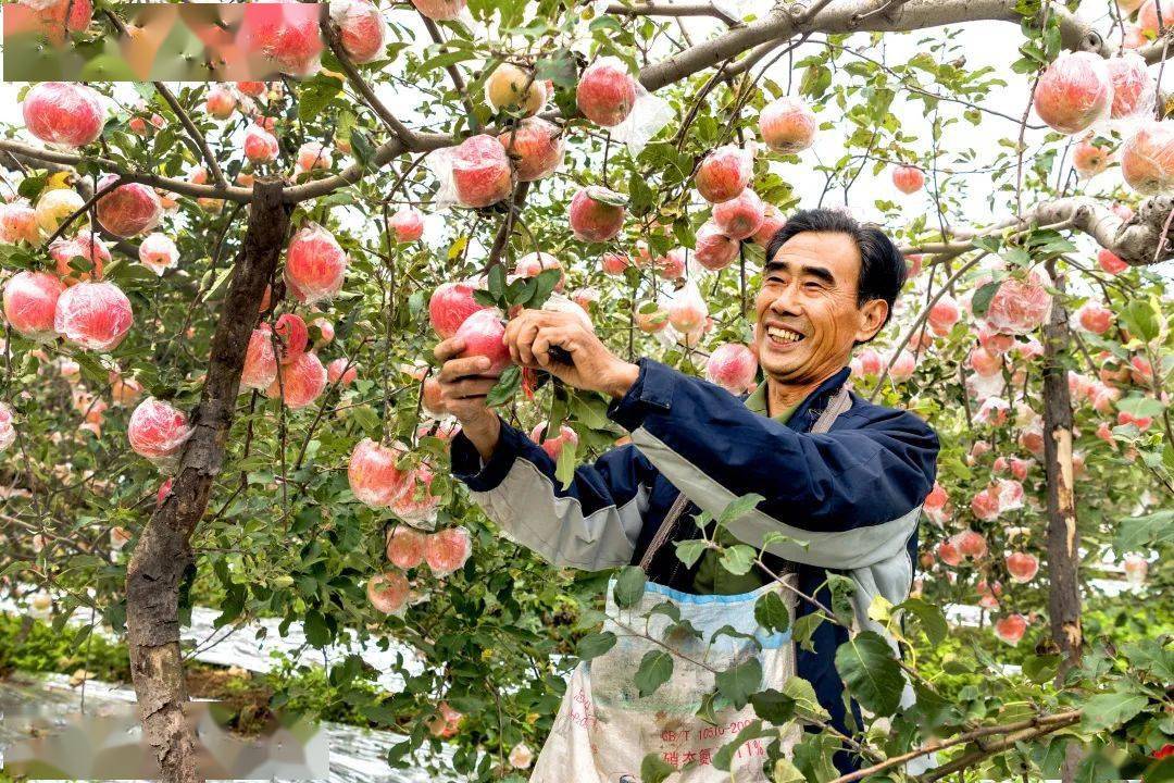 致富种植冬枣怎么样_种植冬枣致富_种冬枣赚钱吗