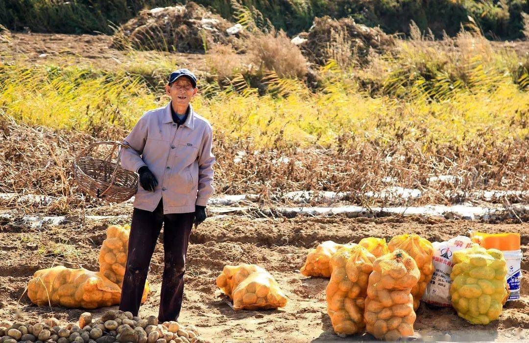 致富种植冬枣怎么样_种冬枣赚钱吗_种植冬枣致富