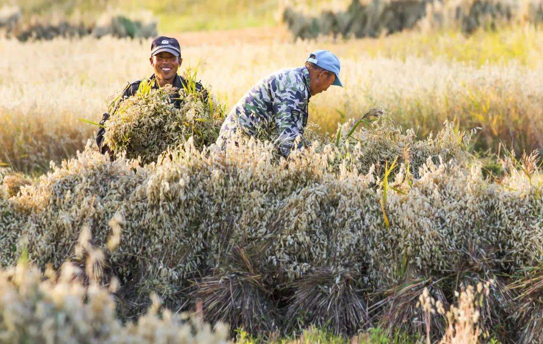 致富种植冬枣怎么样_种冬枣赚钱吗_种植冬枣致富