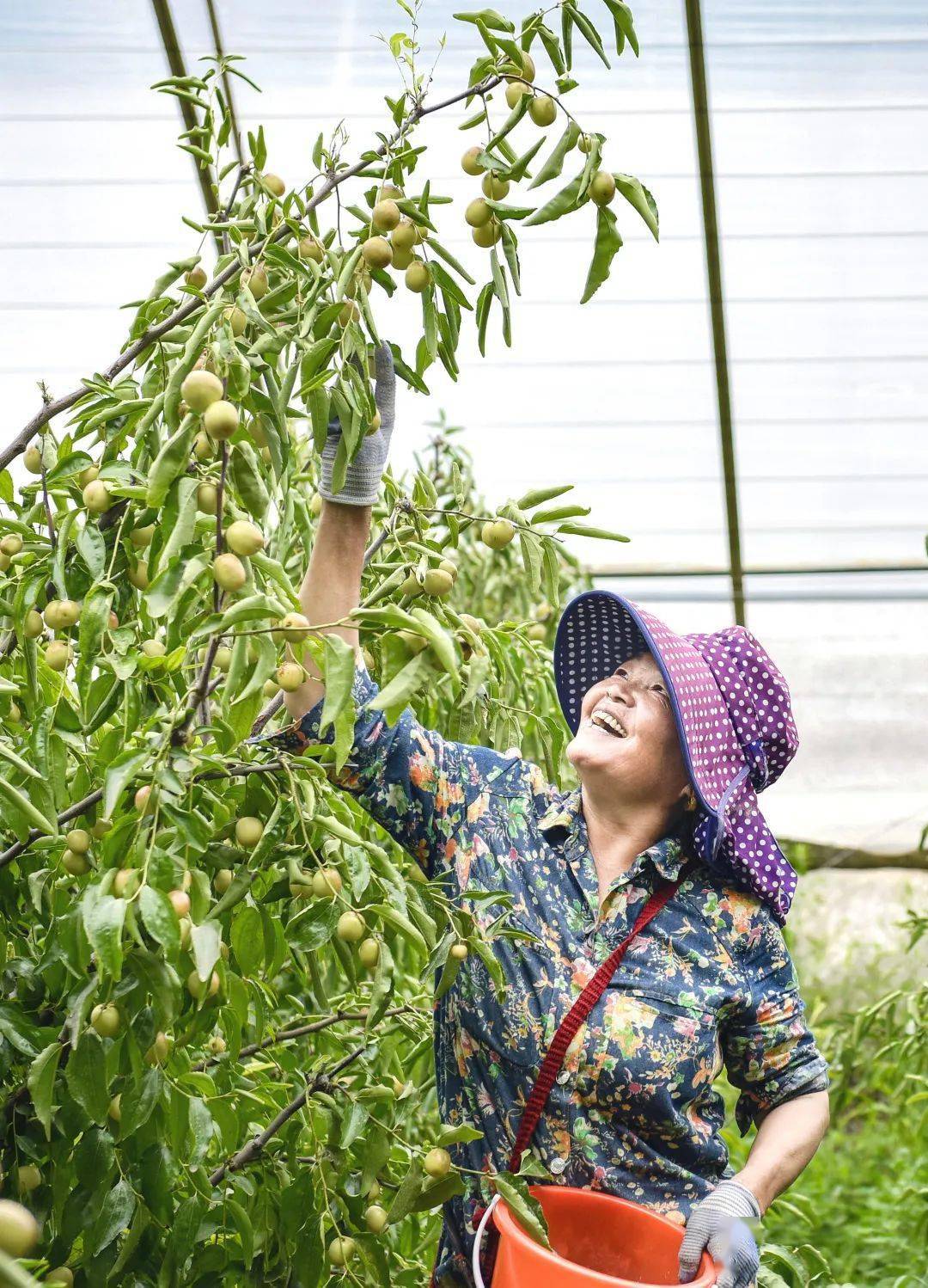 种冬枣赚钱吗_致富种植冬枣怎么样_种植冬枣致富