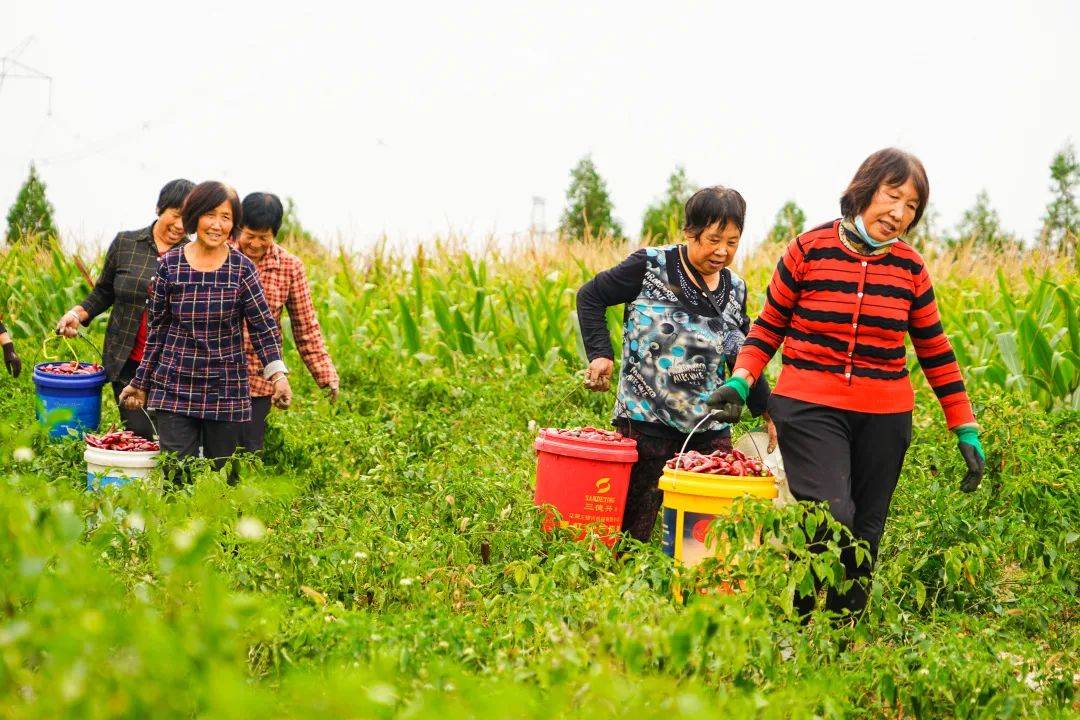 种植冬枣致富_致富种植冬枣怎么样_种冬枣赚钱吗