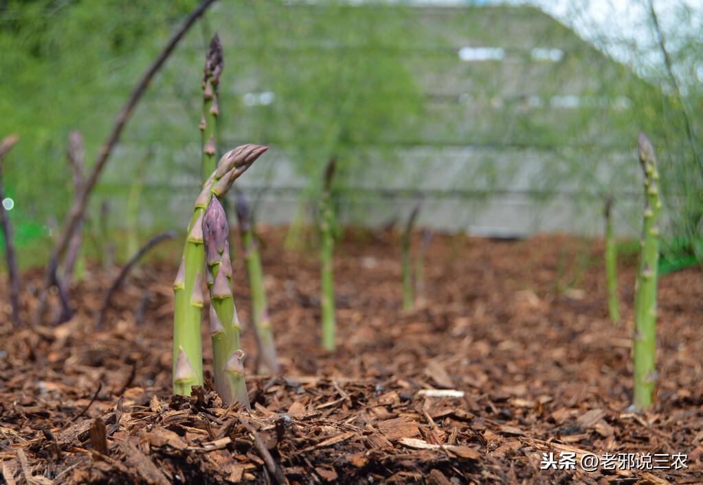 芦笋移栽大田后怎样怎么管理_大田芦笋种植技术_种植大田芦笋技术视频