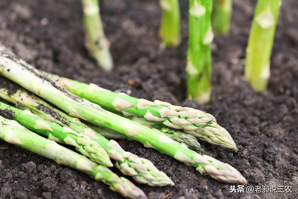 芦笋移栽大田后怎样怎么管理_种植大田芦笋技术视频_大田芦笋种植技术