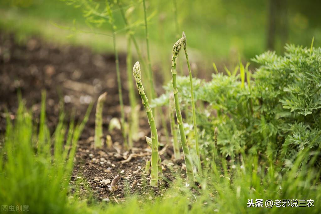 芦笋移栽大田后怎样怎么管理_大田芦笋种植技术_种植大田芦笋技术视频