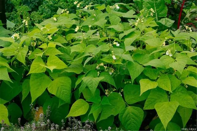 扁豆大棚种植技术视频_农广天地扁豆种植技术视频_农广天地扁豆种植视频