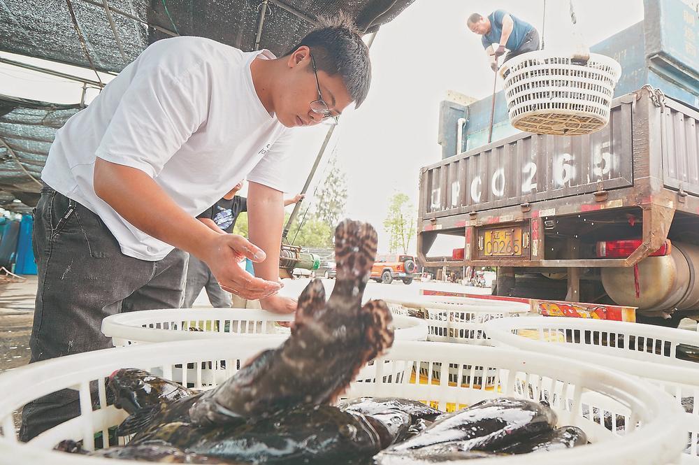 养殖淡水石斑鱼利润有多少_淡水石斑鱼养殖骗局_养淡水石斑鱼上致富经