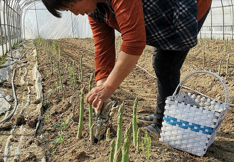 大田芦笋种植技术_种植大田芦笋技术要求_大田芦笋种植视频