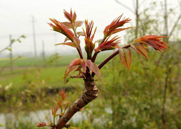 2020年香椿种植前景怎样？香椿种植经济效益分析