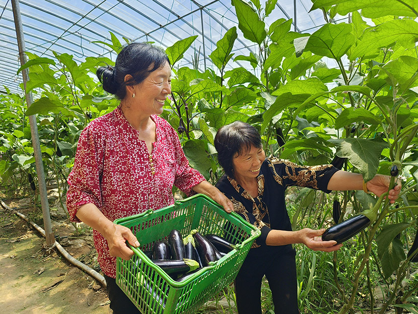 农村致富新项目种植业_农民致富种植项目_翼城农民种植致富