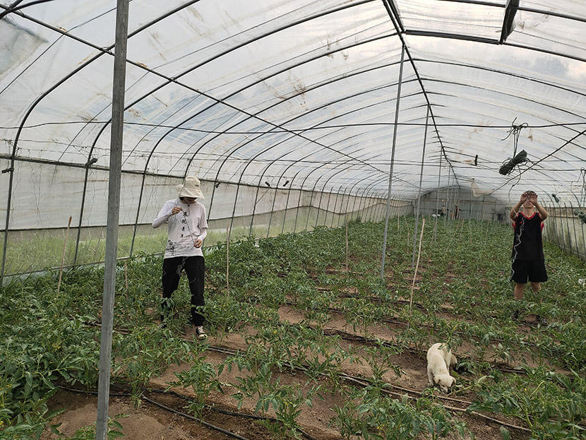 农村致富新项目种植业_农民致富种植项目_翼城农民种植致富