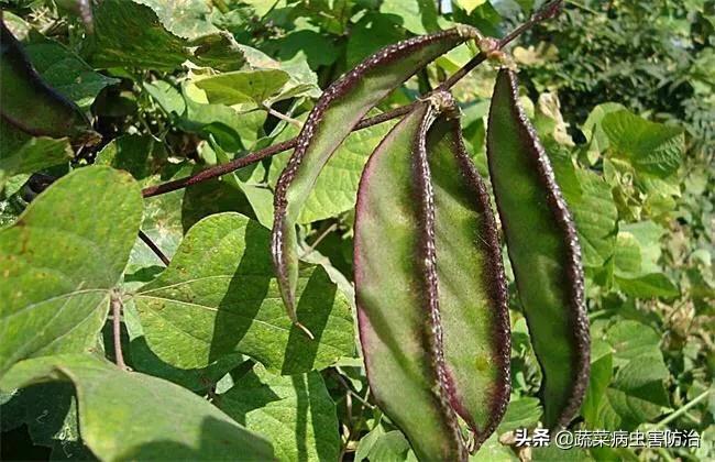 扁豆大棚高产栽培技术_大棚种植扁豆效益_扁豆大棚种植技术视频