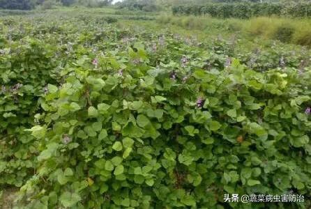 扁豆大棚高产栽培技术_扁豆大棚种植技术视频_大棚种植扁豆效益