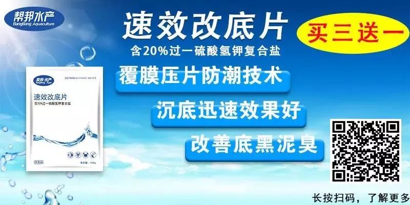 对虾的养殖温度_对虾养殖最低气温_多高温度适合对虾养殖技术