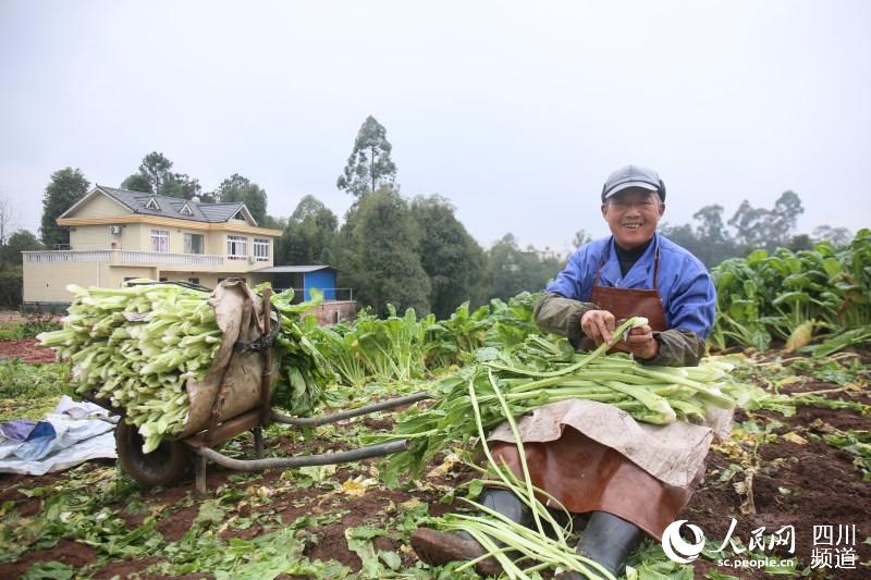 宜宾翠屏：“中国芽菜之乡”如何提质增效？