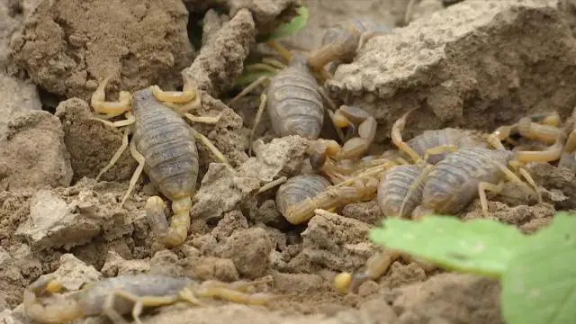 黄粉虫养殖致富视频_黄粉虫养殖致富视频_黄粉虫养殖致富视频