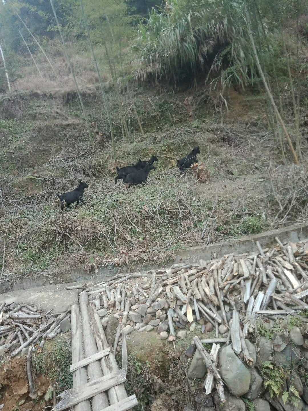 视频致富养殖土鸡是真的吗_养殖致富土鸡视频_养殖土鸡视频全集视频播放