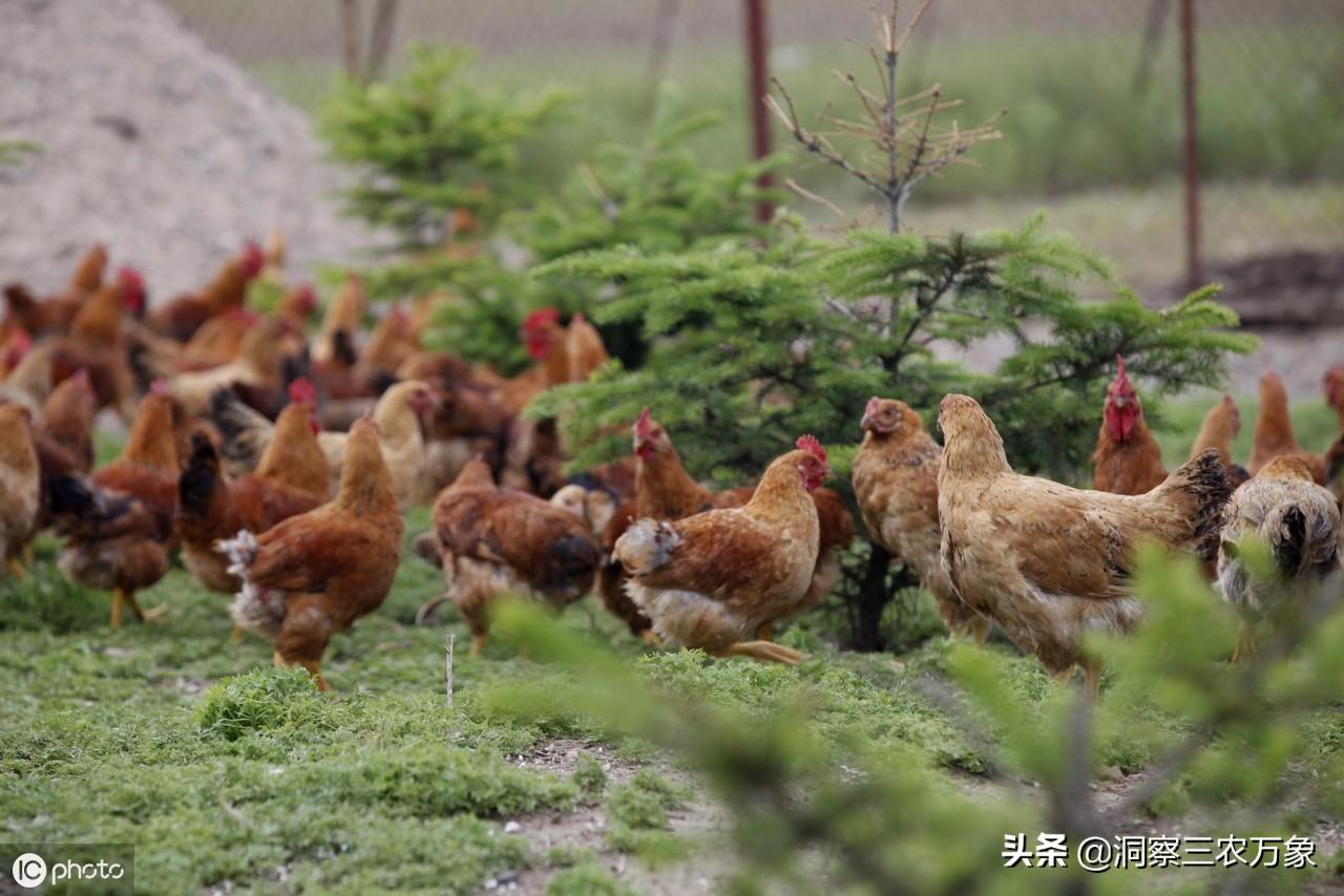 养殖致富土鸡视频_土鸡养殖致富经2019年全集_养殖土鸡视频全集视频播放