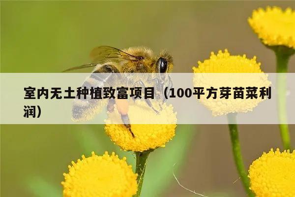 室内无土种植致富项目（100平方芽苗菜利润）