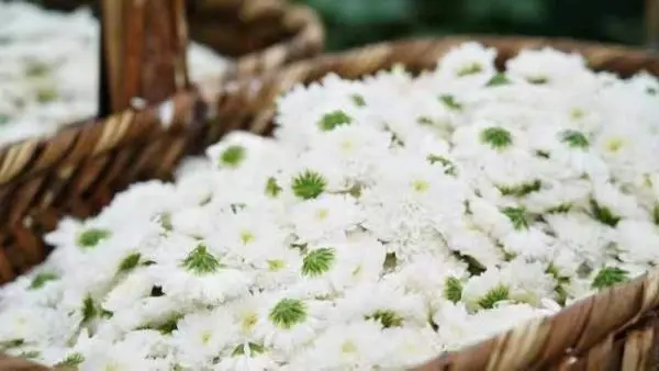 盐铺村：勤劳致富，发展菊花产业的乡村振兴之路