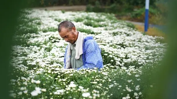 勤劳致富典型_勤劳种植致富案例_勤劳致富之路