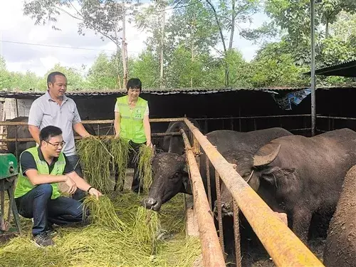 凭着“牛劲” 他走出养牛脱贫致富路