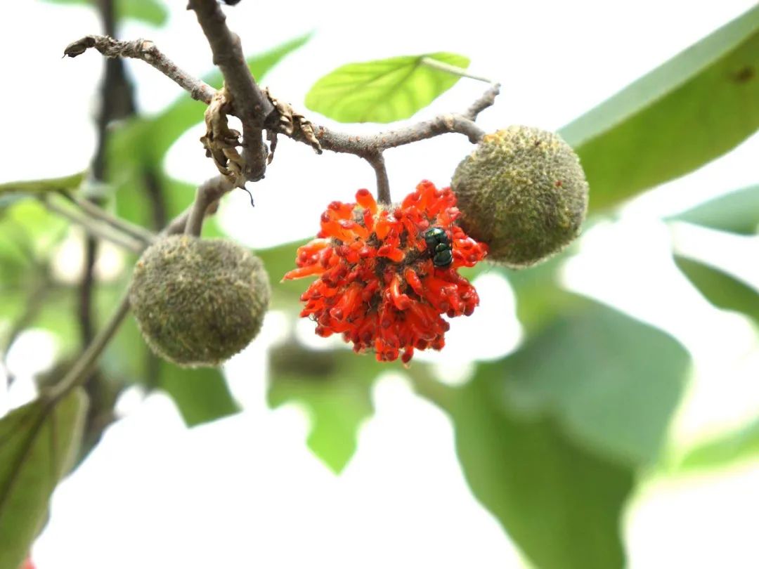 构树栽培管理要点_构树种植技术与管理_科技苑构树种植视频