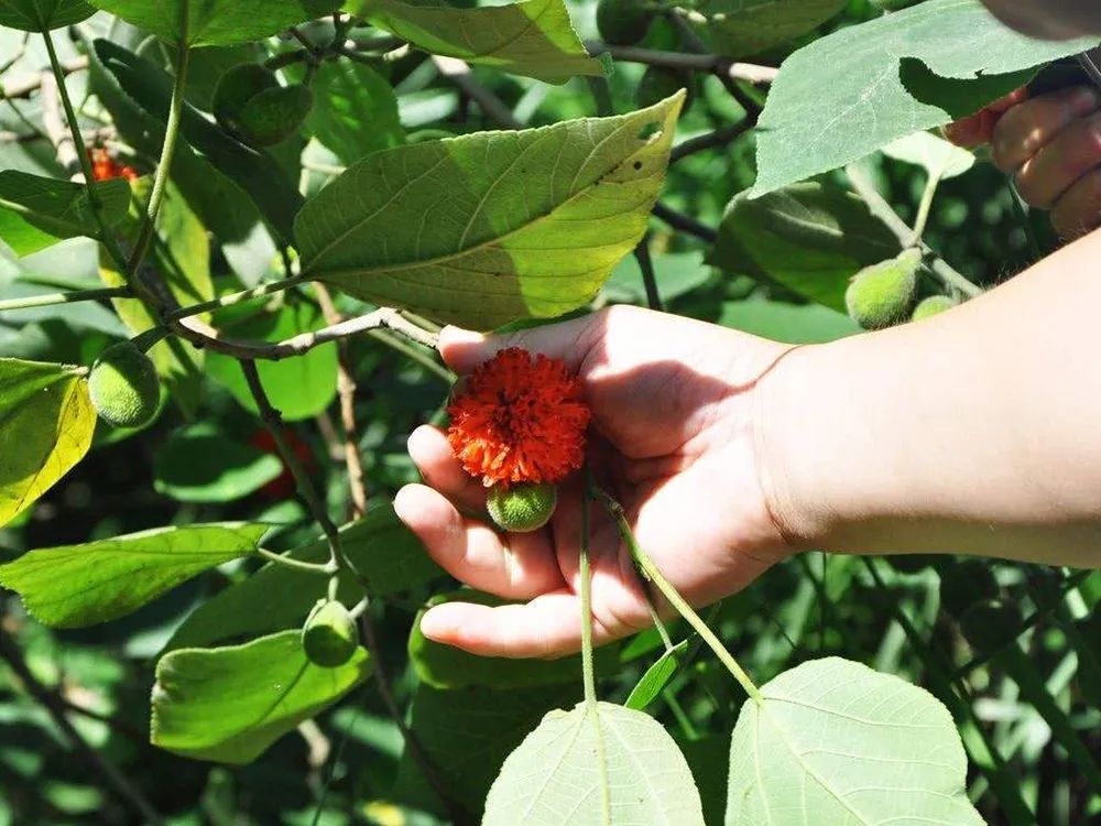 科技苑构树种植视频_构树栽培管理要点_构树种植技术与管理