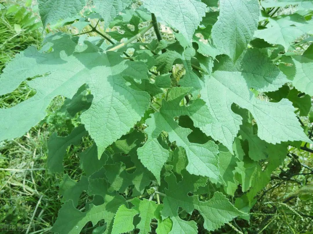 科技苑构树种植视频_构树种植技术与管理_如何种植构树