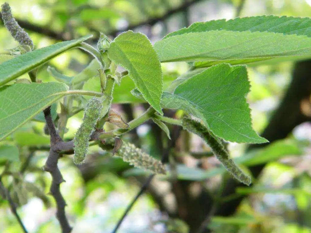 如何种植构树_科技苑构树种植视频_构树种植技术与管理