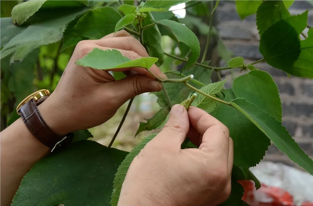 科技苑构树种植视频_构树种植技术与管理_如何种植构树