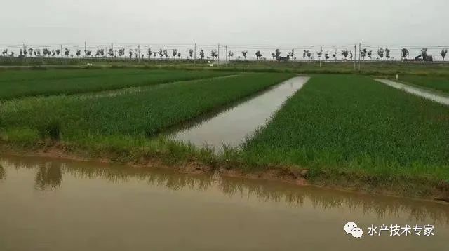 致富经种植水稻视频_稻田种植什么最赚钱_稻田种植致富项目