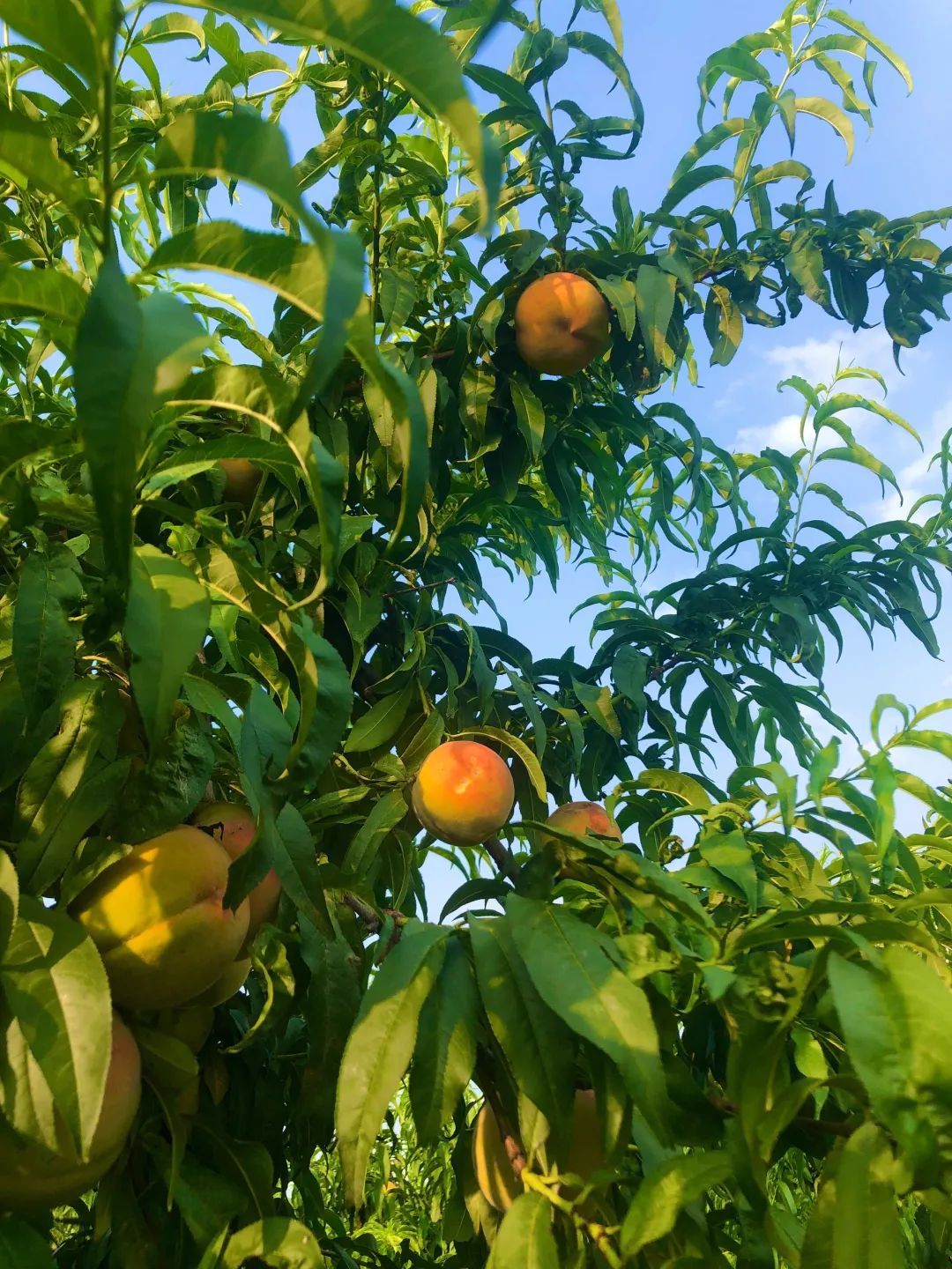 罐头桃价格多少_做罐头的桃树品种_种植罐头桃致富