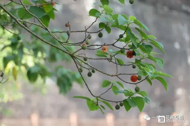 构树种植技术与管理_种植构树投资和效益_构树栽培管理要点