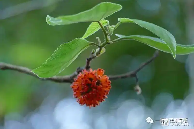 构树种植技术与管理_种植构树投资和效益_构树栽培管理要点