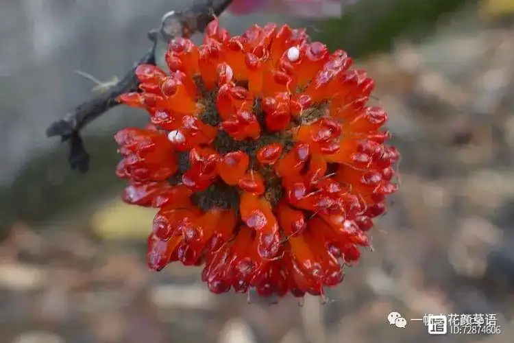 种植构树投资和效益_构树种植技术与管理_构树栽培管理要点