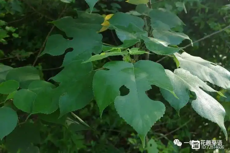 构树栽培管理要点_种植构树投资和效益_构树种植技术与管理