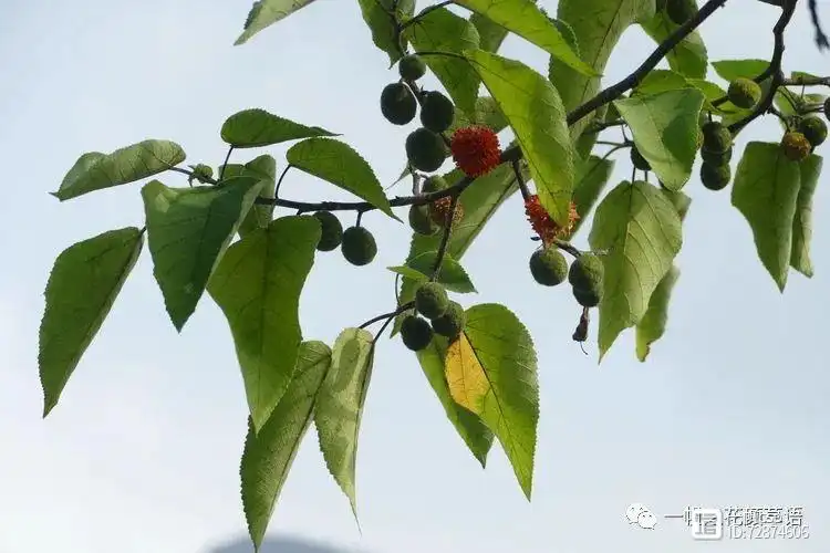 种植构树投资和效益_构树栽培管理要点_构树种植技术与管理