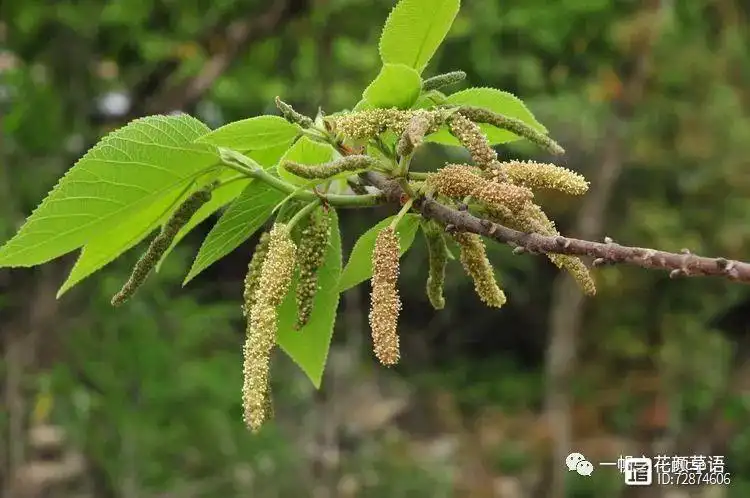 种植构树投资和效益_构树栽培管理要点_构树种植技术与管理