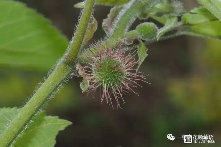 构树栽培管理要点_种植构树投资和效益_构树种植技术与管理