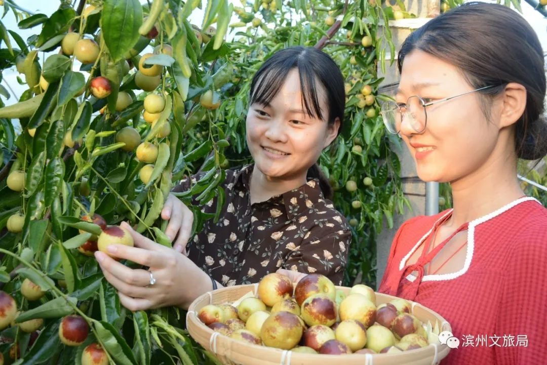 致富种植冬枣怎么样_致富种植冬枣图片_种植冬枣致富